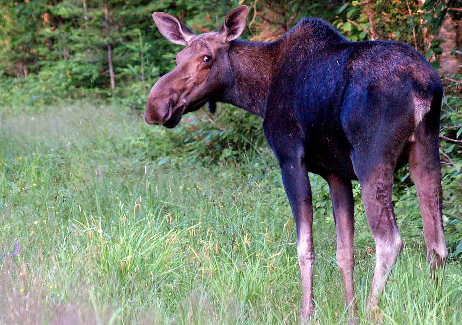 moose tours in gorham nh